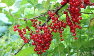 花椒树苗什么时候种植 花椒树什么时间栽苗最好