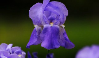 德国鸢尾花的花语 法国鸢尾花的花语