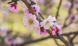 哪個城市的梅花最有名 哪個地方梅花聞名