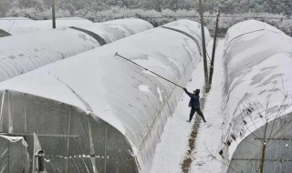 下雪大棚棉被是放下还是卷起来（大棚下雨需要卷棉被吗）