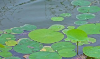 浮萍是什么植物（出水浮萍是什么植物）