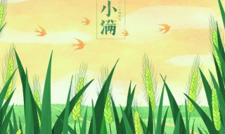 小滿是第幾個節(jié)氣（小滿的下一個節(jié)氣是什么）