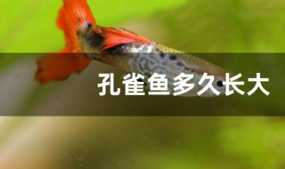 孔雀魚多長時(shí)間長大 孔雀魚多長時(shí)間長大成魚