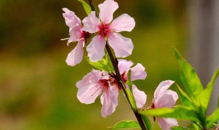 桃花的葉子像什么（桃花的葉子像什么東西）