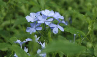 盆栽藍(lán)雪花的養(yǎng)殖方法 藍(lán)雪花養(yǎng)殖技巧