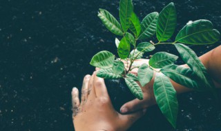 盆栽水生植物如何養(yǎng)殖 水生植物如何栽植