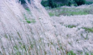 白茅和芦苇的区别 白茅根和芦苇根有什么区别