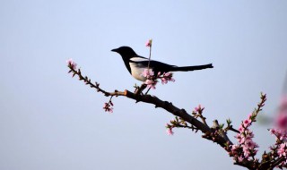 喜鹊飞到家里有什么寓意 喜鹊飞进屋子有什么寓意