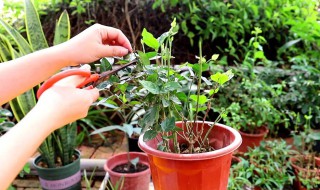 茉莉花如何压枝（茉莉花如何压枝条）