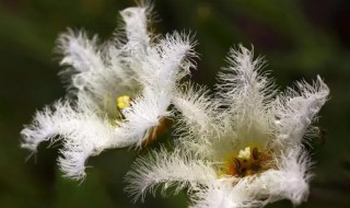 金銀蓮花怎么種 金銀蓮花怎么分株