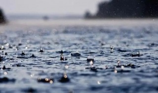 下雨天不怕雨淋是什么动物（下雨天不怕雨淋的是什么动物）