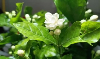 银丝茉莉什么时候开花 银丝茉莉开花时间