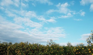 凤仙花有什么旅行方法 二年级凤仙花靠什么旅行