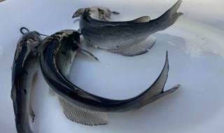 鮰魚(yú)是海魚(yú)還是河魚(yú)（鯪魚(yú)是海魚(yú)還是河里的魚(yú)）