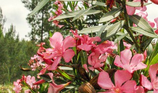 鳳仙花種植方法（鳳仙花種植方法和時(shí)間）