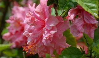 鳳仙花為什么只長葉子不開花 鳳仙花長得很高 但是不開花