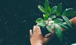 关于植物的现代诗大全 关于植物的现代诗大全100首