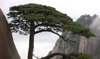 黃山迎客松多大年齡了 黃山迎客松長(zhǎng)什么樣