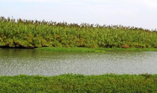 沙家浜蘆葦蕩里有哪些著名景點(diǎn) 沙家浜蘆葦蕩風(fēng)景區(qū)位于哪里