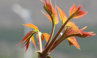 香椿树什么季节剪枝好 香椿树什么季节剪枝好?