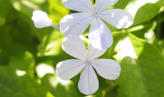 三葉草的花是什么顏色的（3葉草圖片的花顏色是什么）