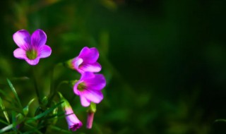 四葉草花的是什么顏色（四葉草是什么顏色組成的）