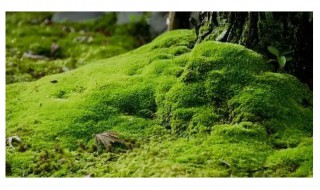 苔藓属于不开花植物吗（苔类属于不开花植物吗）