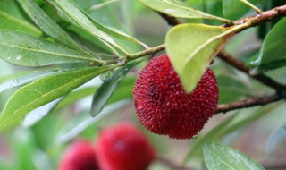 植物廢棄的樹(shù)葉屬于什么垃圾 盆栽廢棄的樹(shù)枝樹(shù)葉屬于什么垃圾