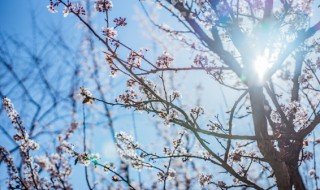 梅花要在什么时候修剪最合适 梅花要不要修剪