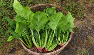 榨菠菜汁需要加水吗（榨菠菜汁放多少水）