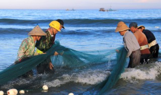 沙丁魚和秋刀魚是同一種魚嗎（秋刀魚跟沙丁魚一樣嗎?）