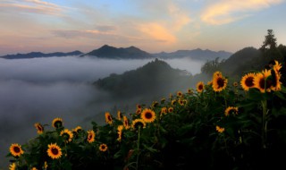 向日葵在古代的雅称（古语向日葵的别称）