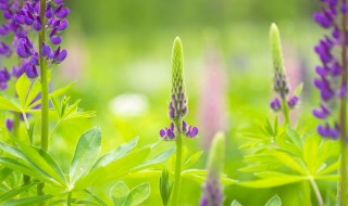 仲夏是指农历几月（仲夏是阳历几月份）