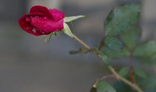 玫瑰花的茎可以种成花吗（玫瑰花的茎可以种植吗）