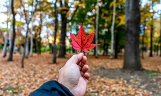 秋天什么花开的最美（秋天什么花开的最好）