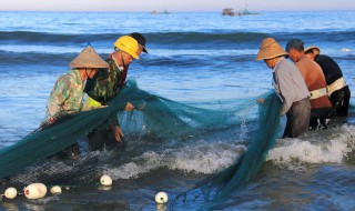 野生河鳗和养殖河鳗怎么区分（野生河鳗和养殖河鳗有什么区别）