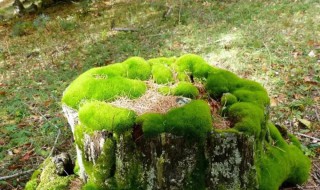 苔蘚形態(tài)特征 苔蘚的形態(tài)