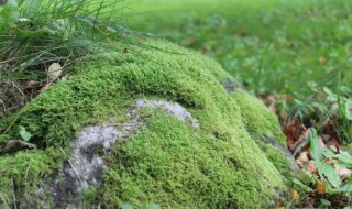 新鲜苔藓该怎么处理（干苔藓怎么养成新鲜的）