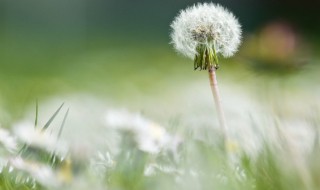 新鲜的蒲公英花怎样储存 新鲜的蒲公英怎么储藏