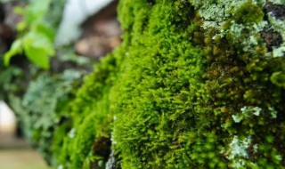 苔藓可食用吗 苔藓能食用吗