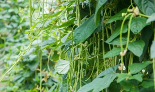 清明节可以种什么蔬菜（清明前后可以种什么蔬菜）