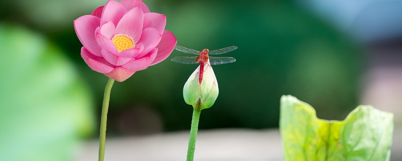 爱莲说描写莲花高洁质朴的句子是什么