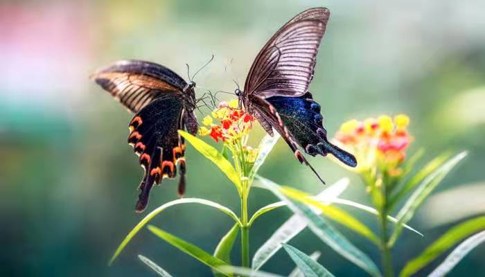 麗日和風(fēng)春淡蕩,花香鳥語物昭蘇是什么意思	