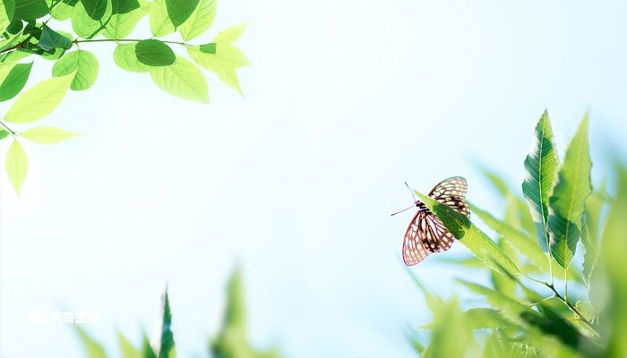 三月殘花落更開小檐日日燕飛來詩意