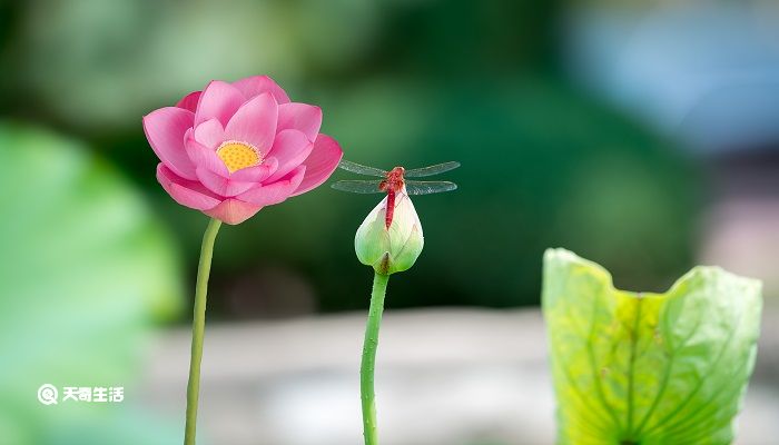 荷花出淤泥而不染全詩