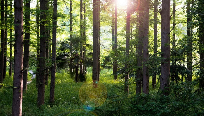 林深時見鹿海藍時見鯨什么意思