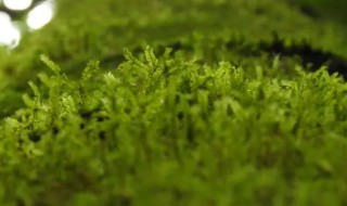 苔藓是植物吗（苔藓是苔藓类植物吗）