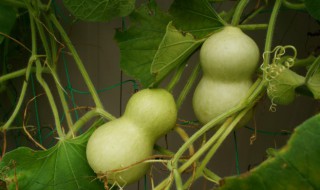 怎样去除葫芦里的怪味（怎么去除葫芦里面的苦味）