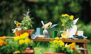 室内植物叶子干枯怎么办（室内花叶子干枯怎么办）