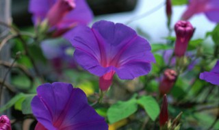 剛開花的牽?；ㄏ袷裁?開的花像牽牛花的是什么花種